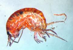 Arcitalitrus sylvaticus