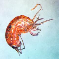 Arcitalitrus sylvaticus