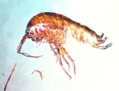 Arcitalitrus sylvaticus