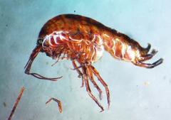 Arcitalitrus sylvaticus