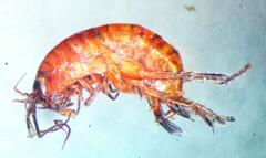 Arcitalitrus sylvaticus