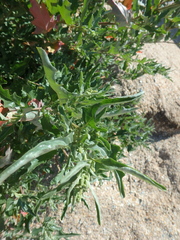 Atriplex tatarica