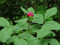 Paeonia obovata