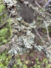 Hypogymnia austerodes