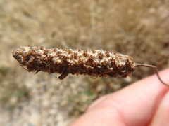 Plantago lanceolata