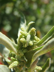 Atriplex tatarica