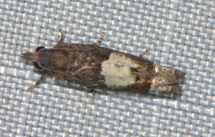 Eucosma parmatana