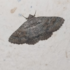 Pericyma albidentaria