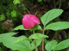 Paeonia obovata