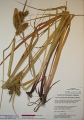 Carex lupuliformis