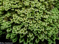 Hypopterygium didictyon