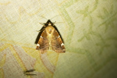 Cosmia diffinis