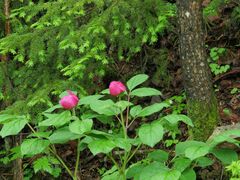 Paeonia obovata