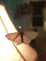 Scopula quadrilineata