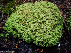 Hypopterygium didictyon