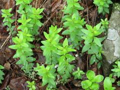 Galium platygalium