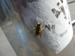 Vespula germanica