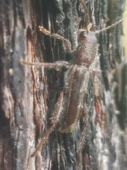 Xylotrechus sagittatus