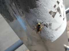 Vespula germanica