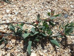 Polygonum