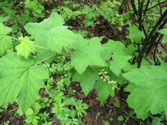 Ribes fontaneum