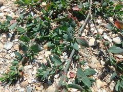 Polygonum