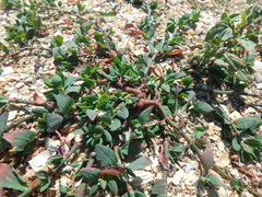 Polygonum