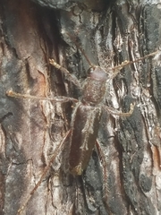 Xylotrechus sagittatus
