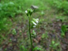 Arabis sagittata borealis