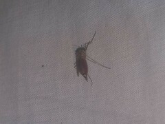 Coquillettidia perturbans