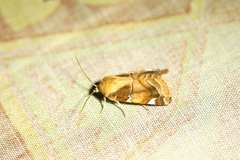 Cosmia diffinis