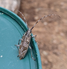 Monochamus maculosus