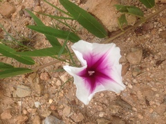 Ipomoea longifolia