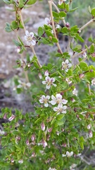 Zygophyllum