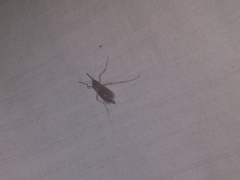 Coquillettidia perturbans