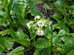 Senecio smithii
