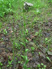 Arabis sagittata borealis