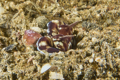 Thaumoctopus mimicus