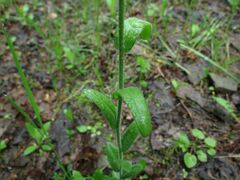 Arabis sagittata borealis