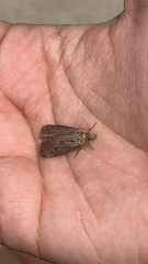 Agrotis exclamationis