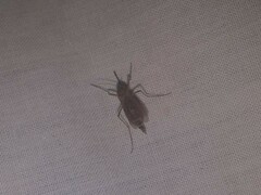 Coquillettidia perturbans