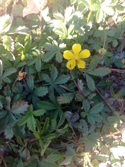 Potentilla reptans