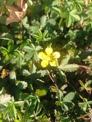 Potentilla reptans