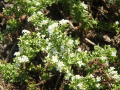 Galium humifusum