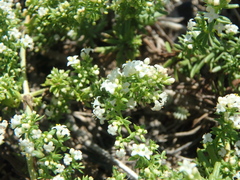 Galium humifusum