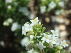 Galium humifusum