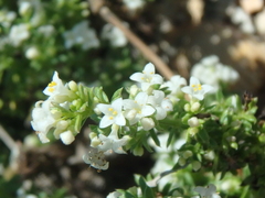 Galium humifusum