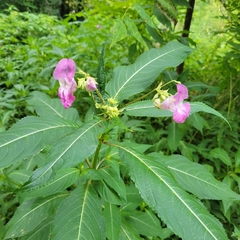 Impatiens glandulifera