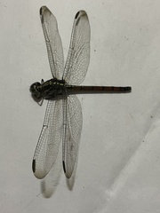 Lathrecista asiatica