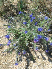 Echium vulgare